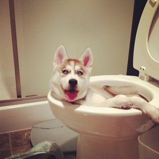 Kool_Husky.jpg