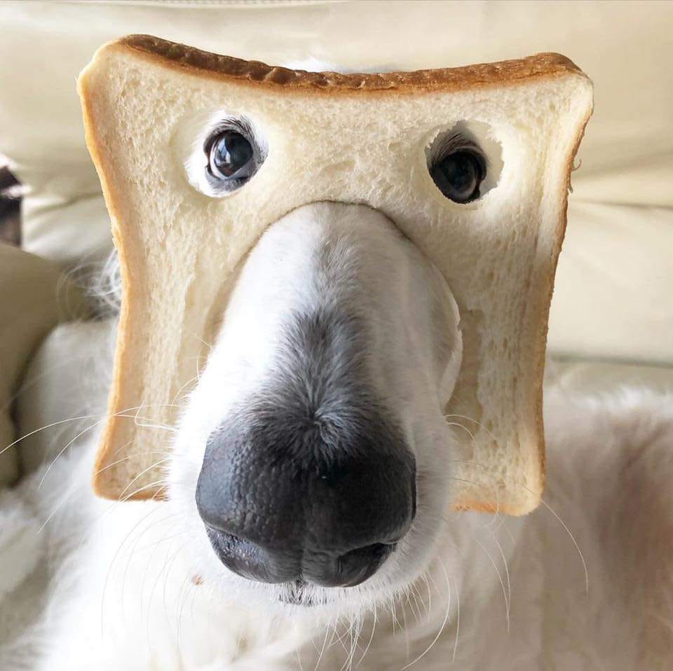 pure_bread_dog.jpg