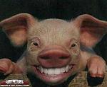 smiling_pig.jpg